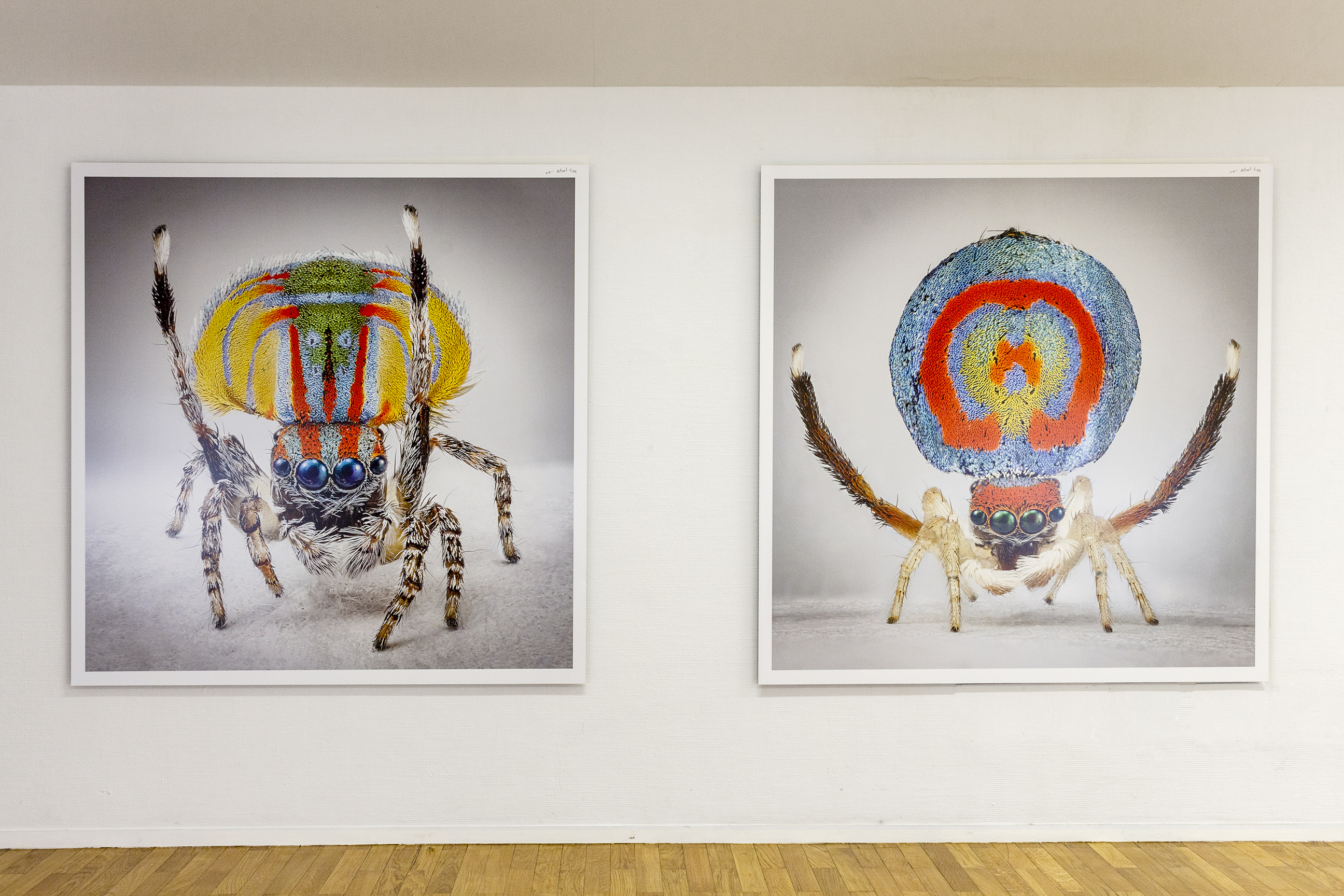 Maria Fernanda Cardoso, Spiders of Paradise: Maratus speciosus from the Actual Size Series, 2018. Installation view at PAC Milano, 2019. Photo Claudia Capelli